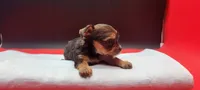 Sable, a female Yorkshire Terrier for sale in Los Angeles, CA – 5 of 5