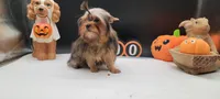 Daisy, a female Yorkshire Terrier for sale in Los Angeles, CA – 2 of 7