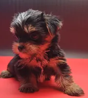Kobe, a male Yorkshire Terrier for sale in Los Angeles, CA – 6 of 9