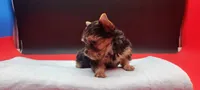 Mickey, a male Yorkshire Terrier for sale in Los Angeles, CA – 5 of 5