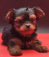 Spike, a male Yorkshire Terrier for sale in Los Angeles, CA – 5 of 5