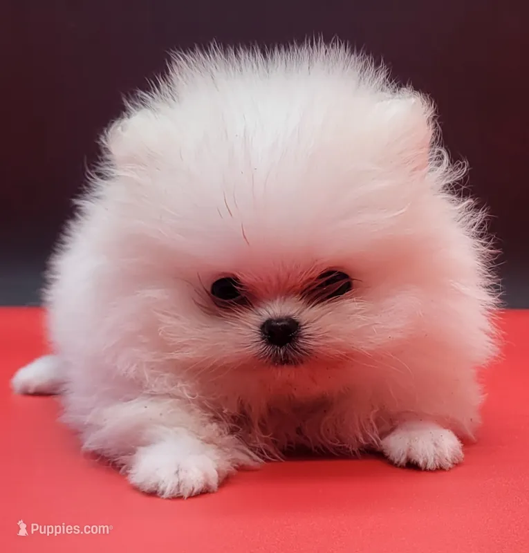 Benzo – Pomeranian puppy for sale in Los Angeles, CA