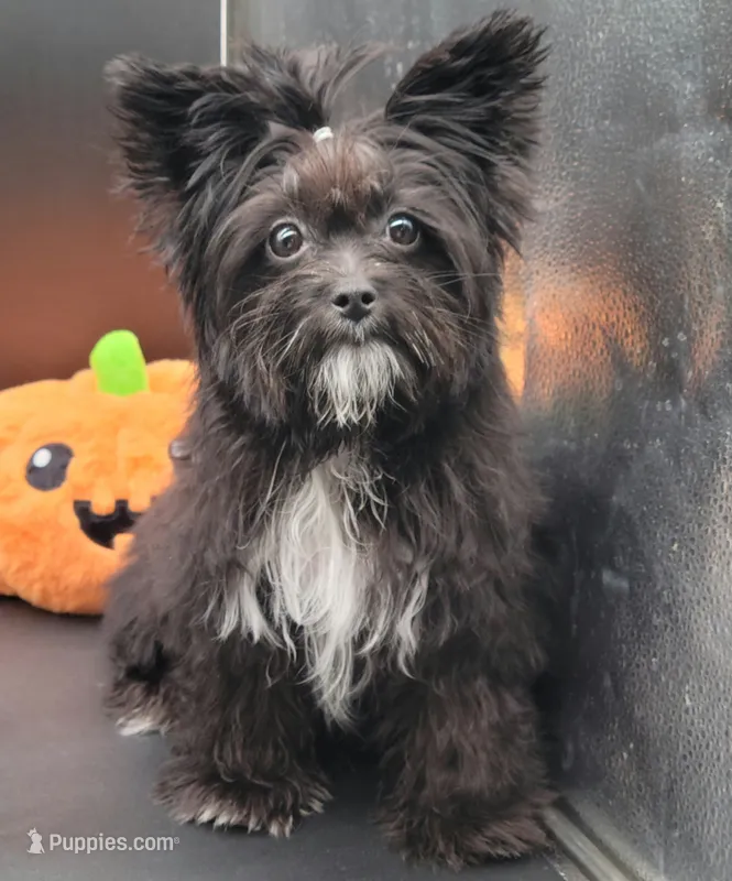 Bella – Yorkshire Terrier puppy for sale in Los Angeles, CA