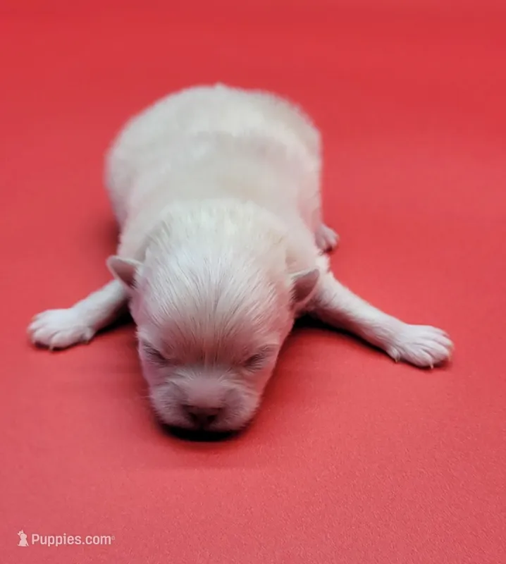 Bently – Pomeranian puppy for sale in Los Angeles, CA