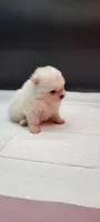 Bently, a male Pomeranian for sale in Los Angeles, CA – 2 of 2