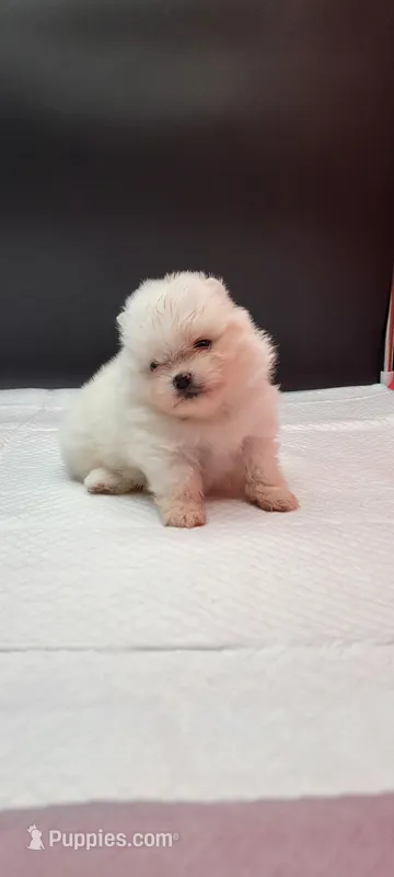 Bently – Pomeranian puppy for sale in Los Angeles, CA