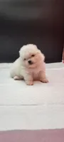 Bently, a male Pomeranian for sale in Los Angeles, CA – 1 of 2