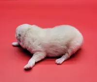 Bently, a male Pomeranian for sale in Los Angeles, CA – Photo 2 of 3