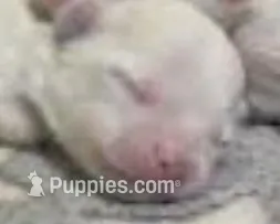 Snoopy – Pomeranian puppy for sale in Los Angeles, CA