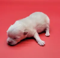 Bently, a male Pomeranian for sale in Los Angeles, CA – Photo 3 of 3