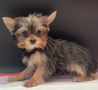 Lily, a female Yorkshire Terrier for sale in Los Angeles, CA – 2 of 6