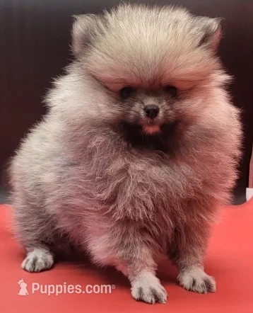 Chip – Pomeranian puppy for sale in Los Angeles, CA