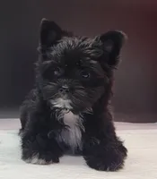 Blackie, a female Yorkshire Terrier for sale in Los Angeles, CA – 5 of 7