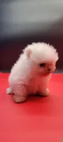 Diva, a female Pomeranian for sale in Los Angeles, CA – 3 of 4