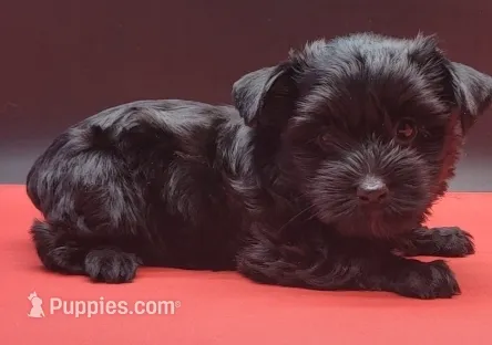 Blacky – Yorkshire Terrier puppy for sale in Los Angeles, CA