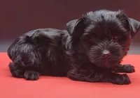 Blacky, a male Yorkshire Terrier for sale in Los Angeles, CA – 1 of 5
