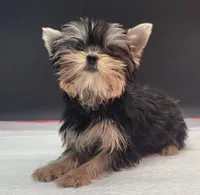 Rosie, a female Yorkshire Terrier for sale in Los Angeles, CA – 4 of 7