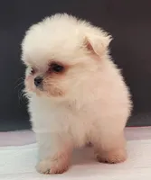 Molly, a female Maltese and Pomeranian for sale in Los Angeles, CA – 3 of 5