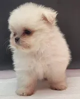 Molly, a female Maltese and Pomeranian for sale in Los Angeles, CA – 5 of 5