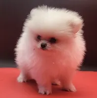 Blanco, a male Pomeranian for sale in Los Angeles, CA – 2 of 5