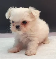 Chanel, a female Maltese for sale in Los Angeles, CA – 6 of 7