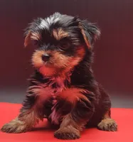 Kobe, a male Yorkshire Terrier for sale in Los Angeles, CA – 4 of 9
