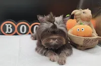 Hershey, a female Yorkshire Terrier for sale in Los Angeles, CA – 4 of 8
