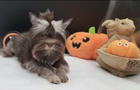 Hershey, a female Yorkshire Terrier for sale in Los Angeles, CA – 8 of 8