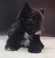 Blackie, a female Yorkshire Terrier for sale in Los Angeles, CA – 2 of 7