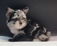 Marble , a female Yorkshire Terrier for sale in Los Angeles, CA – 4 of 5
