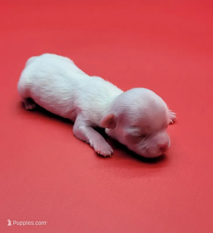 Casper jr – Maltese puppy for sale in Los Angeles, CA