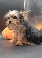 Mickey, a male Yorkshire Terrier for sale in Los Angeles, CA – 7 of 8