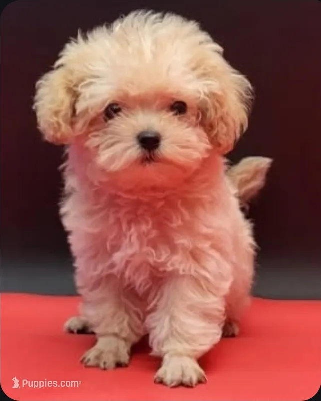 Mickey – Maltipoo puppy for sale in Los Angeles, CA
