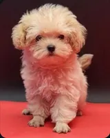 Mickey, a male Maltipoo for sale in Los Angeles, CA – 1 of 1