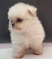 Molly, a female Maltese and Pomeranian for sale in Los Angeles, CA – 2 of 5