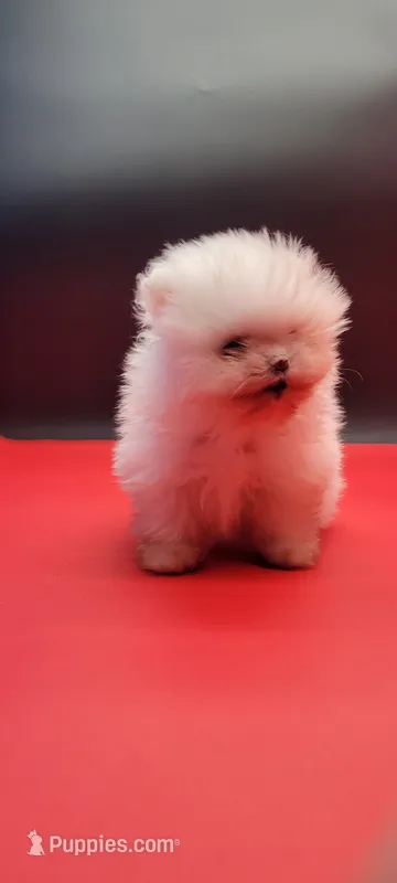 Diva – Pomeranian puppy for sale in Los Angeles, CA
