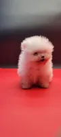 Diva, a female Pomeranian for sale in Los Angeles, CA – 1 of 4