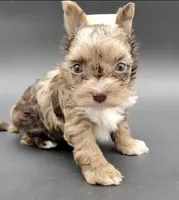 Coffee, a male Yorkshire Terrier for sale in Los Angeles, CA – Photo 10 of 10