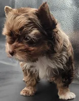 Coffee, a male Yorkshire Terrier for sale in Los Angeles, CA – Photo 2 of 10