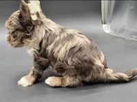 Coffee, a male Yorkshire Terrier for sale in Los Angeles, CA – Photo 7 of 10