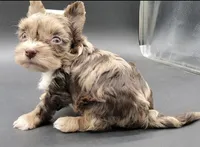 Coffee, a male Yorkshire Terrier for sale in Los Angeles, CA – Photo 9 of 10