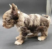 Coffee, a male Yorkshire Terrier for sale in Los Angeles, CA – Photo 5 of 10