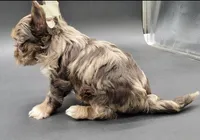 Coffee, a male Yorkshire Terrier for sale in Los Angeles, CA – Photo 6 of 10