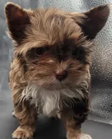 Coffee, a male Yorkshire Terrier for sale in Los Angeles, CA – Photo 3 of 10