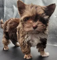Coffee, a male Yorkshire Terrier for sale in Los Angeles, CA – Photo 1 of 10