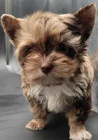 Coffee, a male Yorkshire Terrier for sale in Los Angeles, CA – Photo 4 of 10