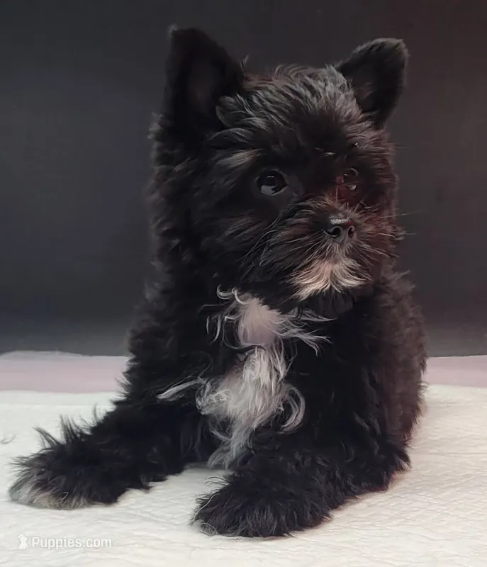 Blackie – Yorkshire Terrier puppy for sale in Los Angeles, CA