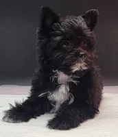 Blackie, a female Yorkshire Terrier for sale in Los Angeles, CA – 1 of 7