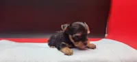 Daisy, a female Yorkshire Terrier for sale in Los Angeles, CA – 4 of 4