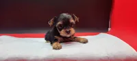 Daisy, a female Yorkshire Terrier for sale in Los Angeles, CA – 2 of 4